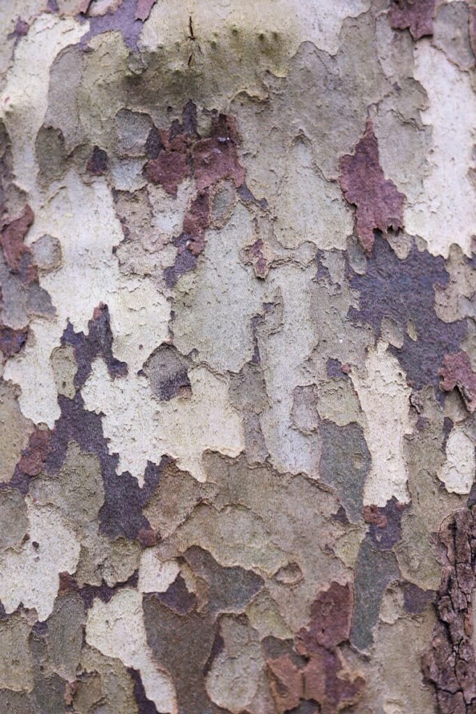 Detailed texture of tree bark showing natural patterns and earthy tones.