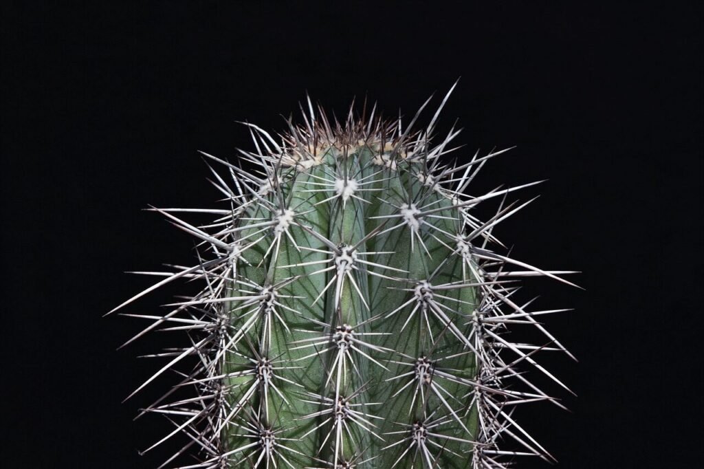 cactus, sting, prickly, cacti, thorns, pain, pointed, cactus, pain, pain, pain, pain, pain, heartbreak, sadness, deceit, god