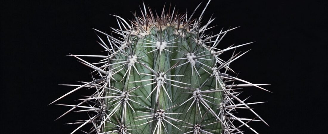 I Joined the Choir to Find God: Instead I Found a Married Man, a Carnival, and a Secret That Nearly Destroyed Me