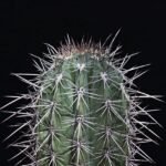 cactus, sting, prickly, cacti, thorns, pain, pointed, cactus, pain, pain, pain, pain, pain, heartbreak, sadness, deceit, god