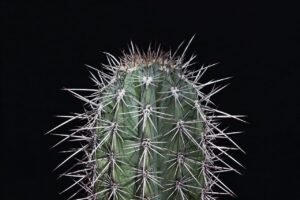 cactus, sting, prickly, cacti, thorns, pain, pointed, cactus, pain, pain, pain, pain, pain, heartbreak, sadness, deceit, god